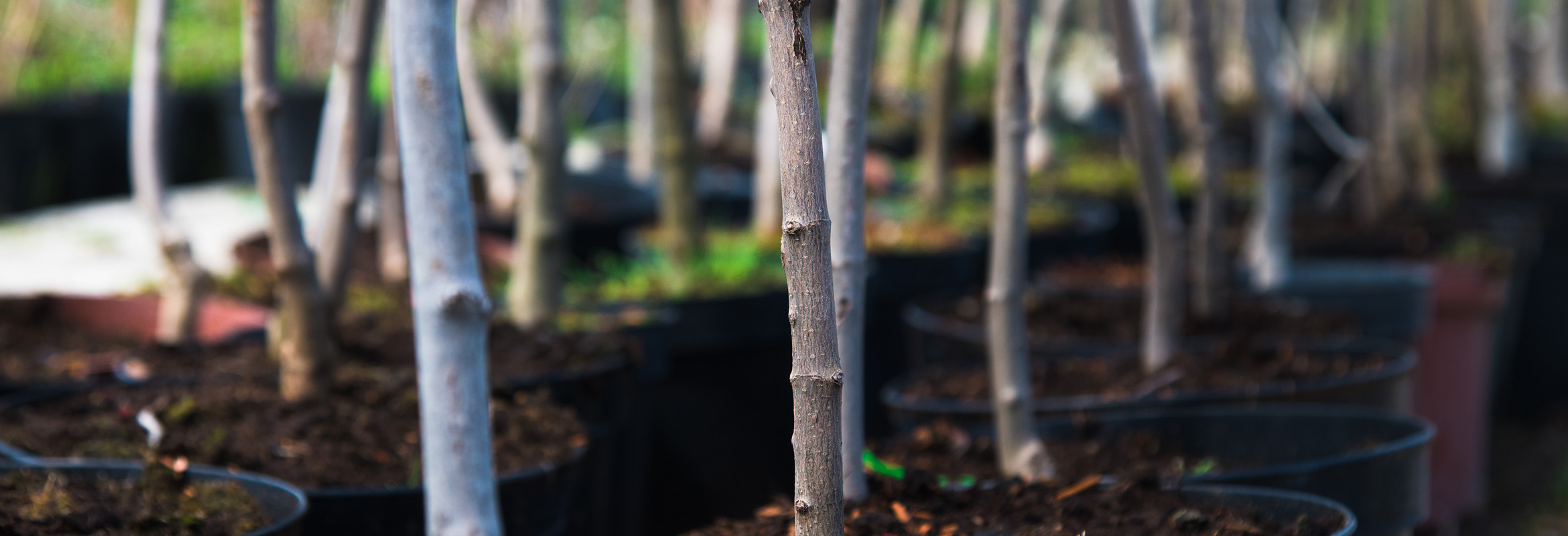 TreePlantingLEAF Tree Planting