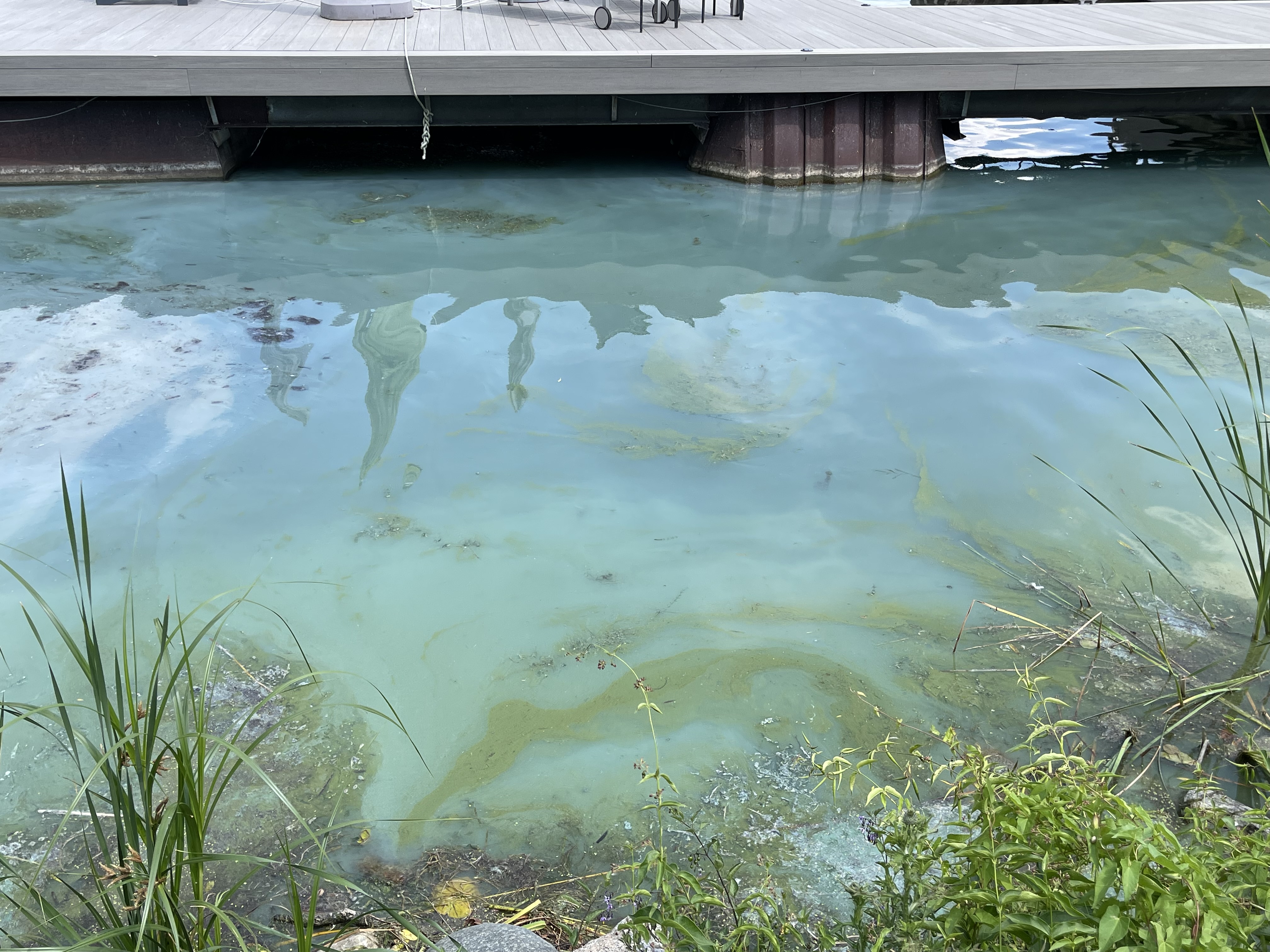 Wooden dock extends over a lake with visible blue-green algae bloom. The water has a murky greenish-blue tint with patches of algae, indicating poor water quality. Tall grasses line the shore in the foreground.