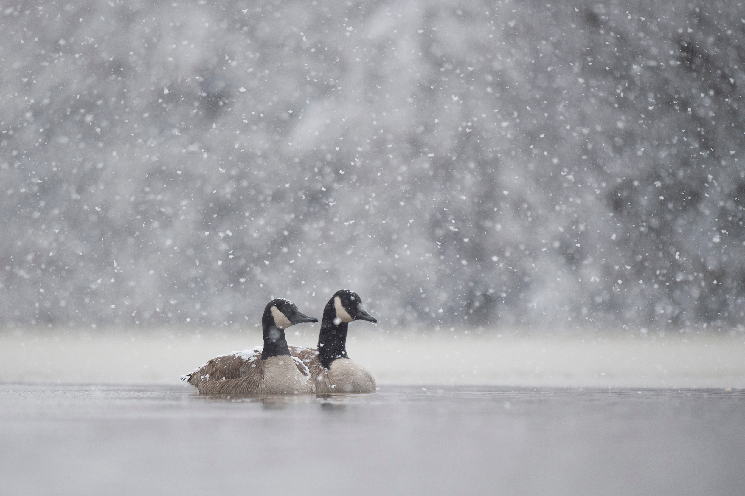 Two Canada Geese swimming on a snowy day