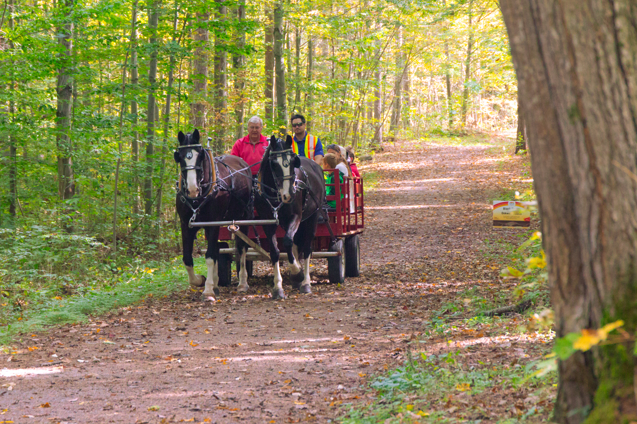 Fall_ForestFestival3 horse rides in the forest