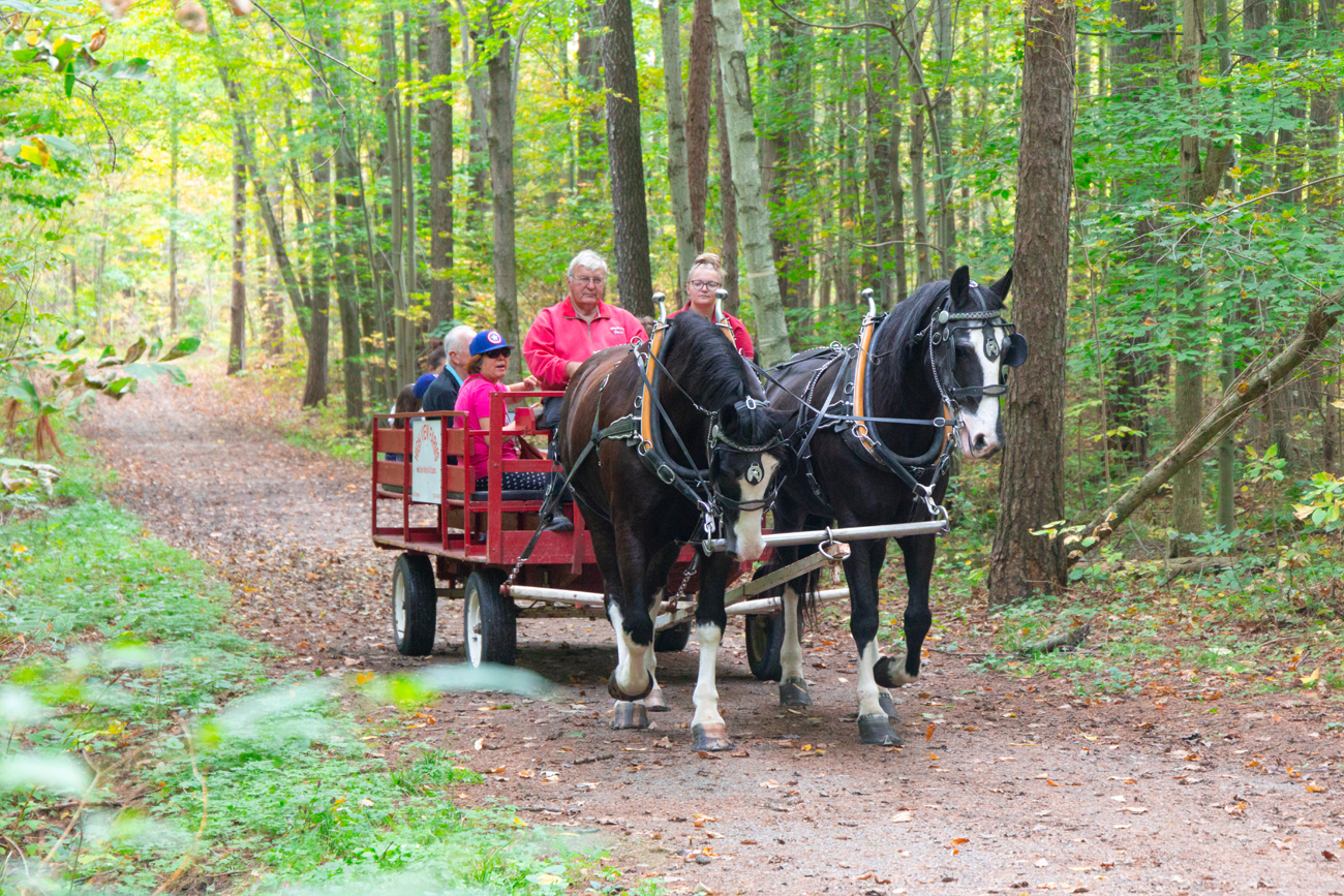Fall_ForestFestival6 Horse Walks in the woods