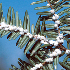 IS_Spotlight_HemlockWoollyAdelgid Hemlock Woolly Adelgid