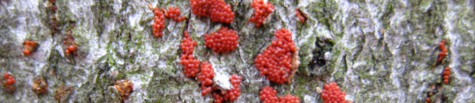 IS_Fungus_BeechBarkDisease Beech Bark Disease