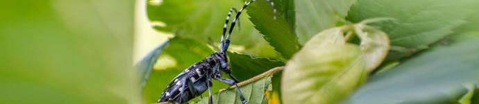 IS_Insects_AsianLonghornedBeetle Asian Longhorned Beetle