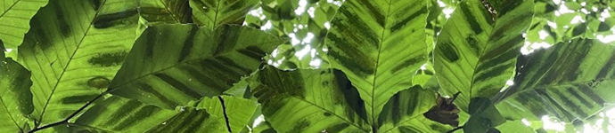 IS_Insects_BeechLeafDisease Beech Leaf Disease