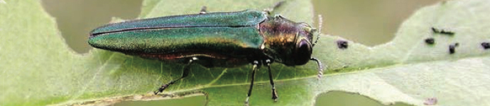 IS_Insects_EmeraldAshBorer Emerald Ash Borer
