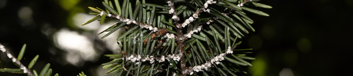 IS_Insects_HWA Hemlock Woolly Adelgid