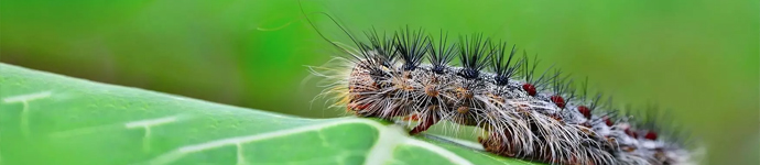 IS_Insects_SpongyMoth Spongy Moth