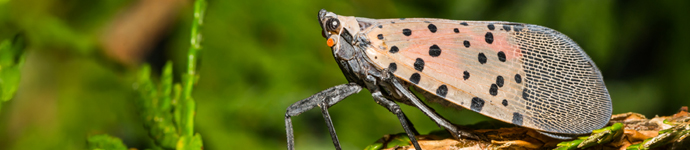 Spotted Lanternfly