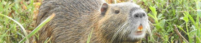 IS_Animals_Nutria Nutria