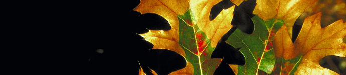 IS_Fungus_OakWilt Oak Wilt