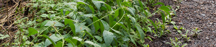 IS_Plants_DogStranglingVine Dog Strangling Vine