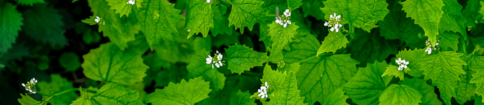 IS_Plants_GarlicMustard Garlic Mustard