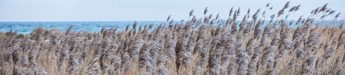 IS_Plants_Phragmites Phragmites