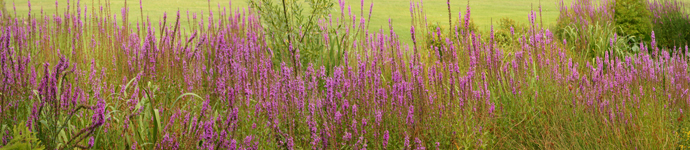 IS_Plants_PurpleLoosetrife Purple Loosetrife