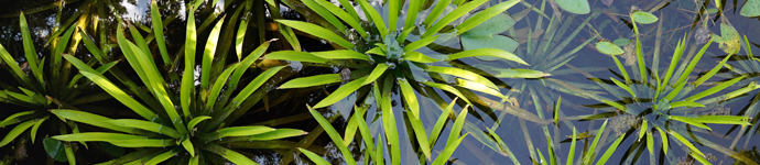 IS_Plants_WaterSoldier Water Soldier