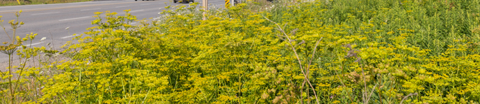 IS_Plants_WildParsnip Wild Parsnip