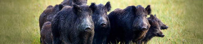 IS_Animals_WildPigs Wild Pigs