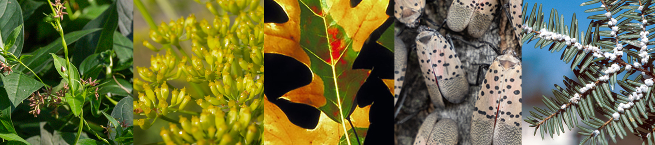 InvasiveSpeciesHeader a collection of invasive species from ontario