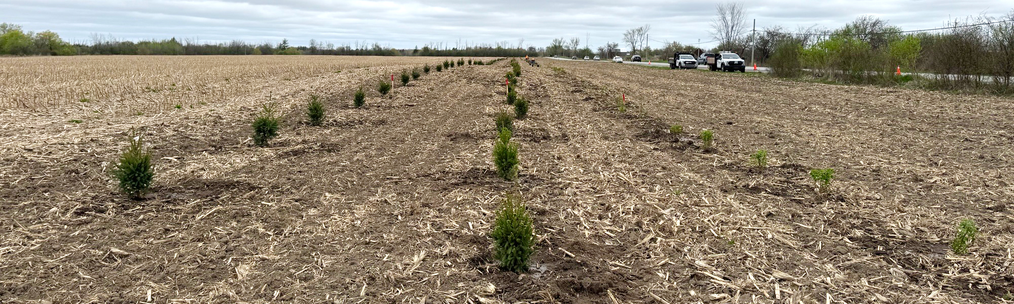 trees planted for snow fencing