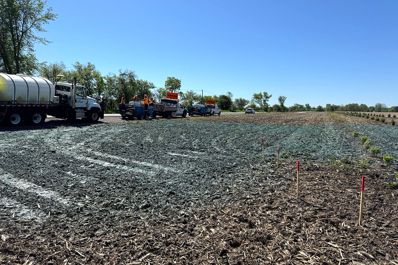 Live Tree snow fence planting
