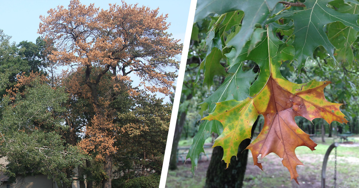 Oak Wilt Oak Wilt