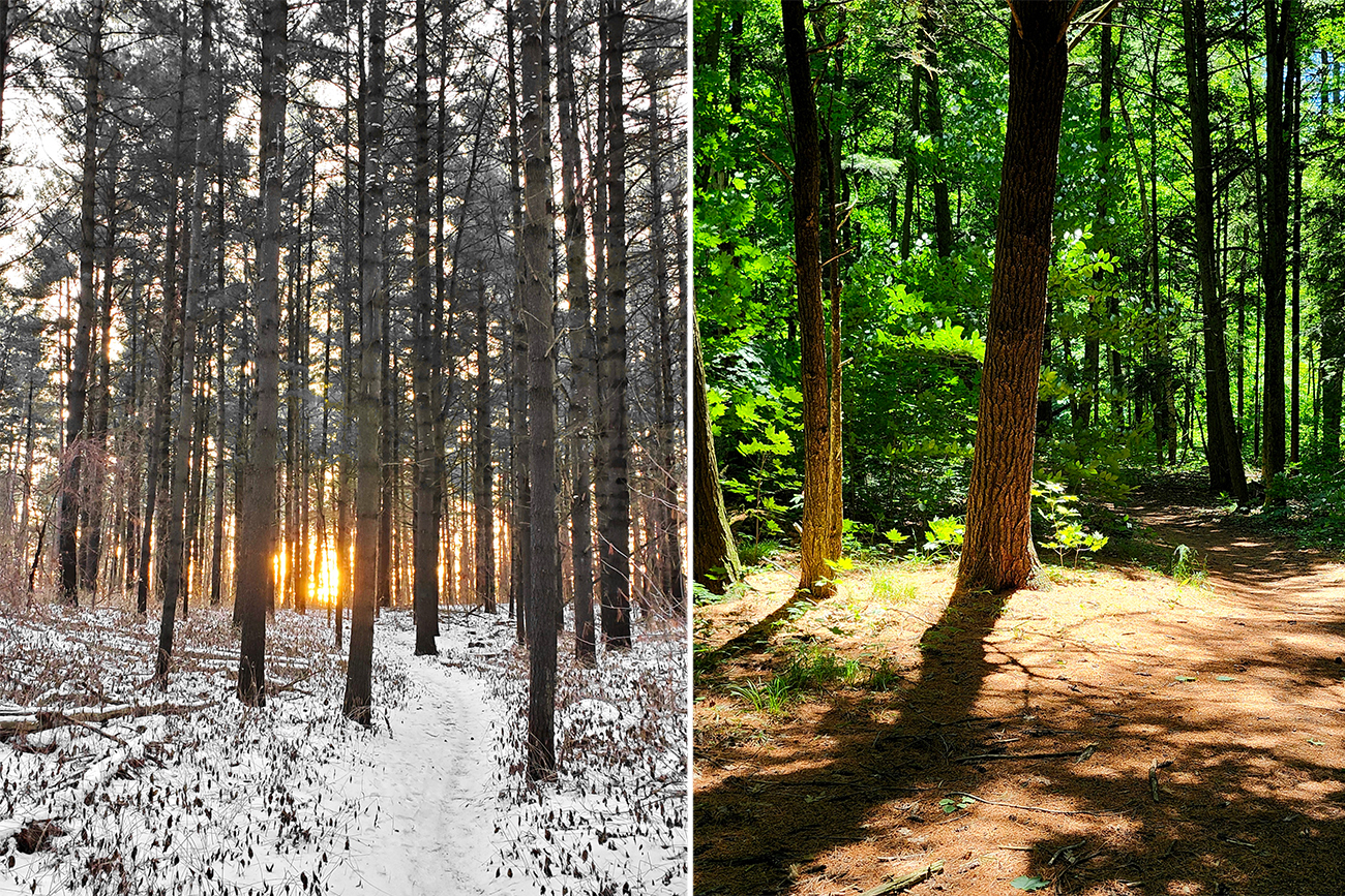 Forest100_PhotoContest1 Winter wonderland, and sunshine