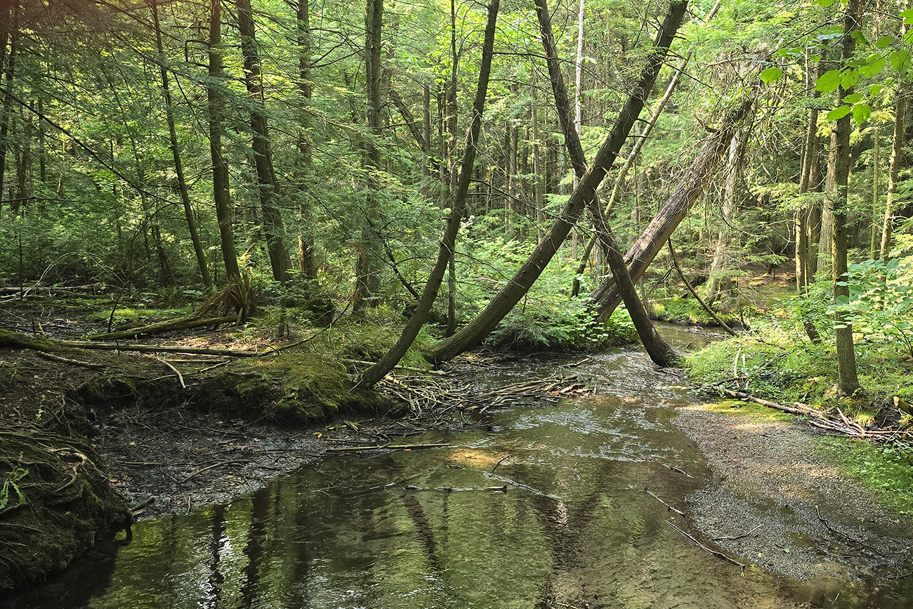 Forest100_PhotoContest2 a beautiful forest pond