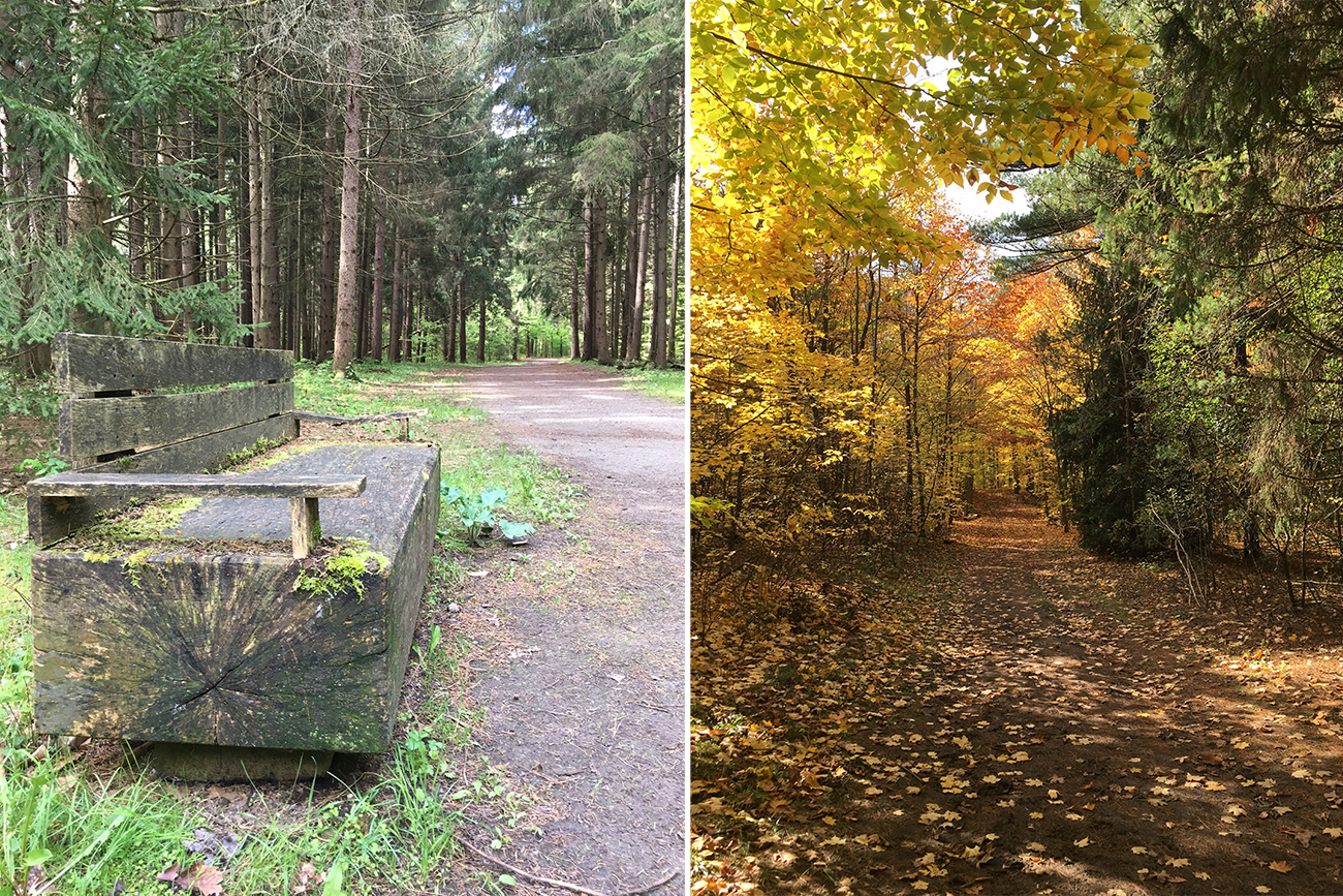 Forest100_PhotoContest4 custom wood bench, fall forest