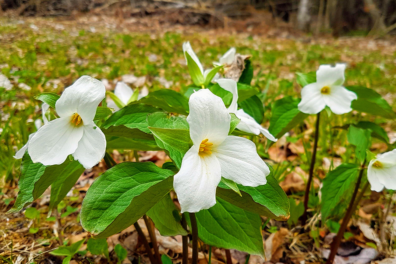 Forest100_PhotoContest5 Trilliums in the forest