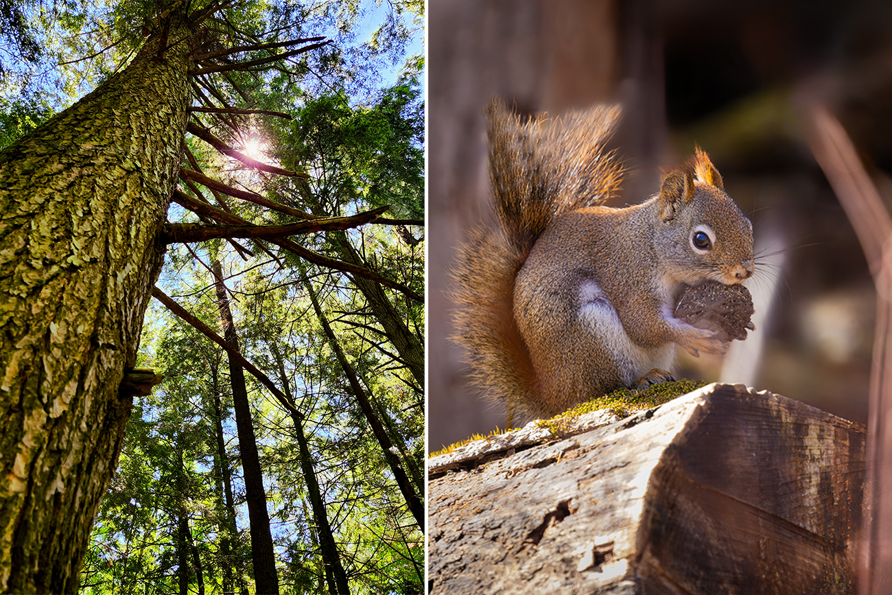 Forest100_PhotoContest6 beautiful tree, squirrel eating a nut