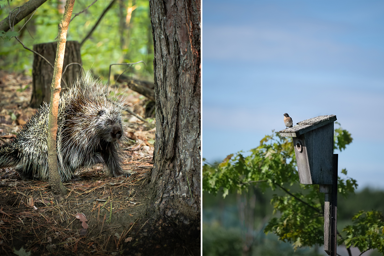 Forest100_PhotoContest8 porcupine, little bird