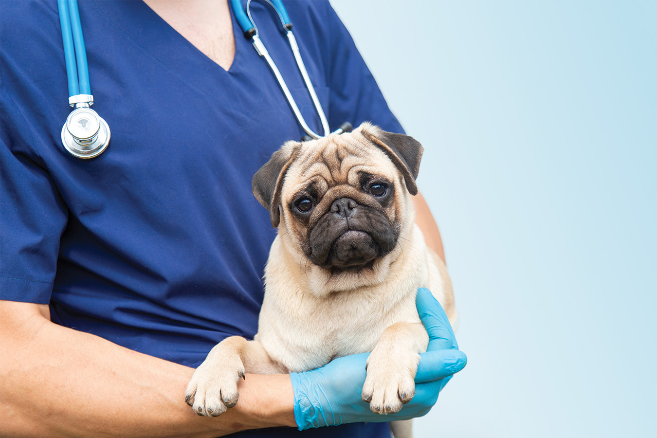 Rabies prevention Dog being held in a vet's arms
