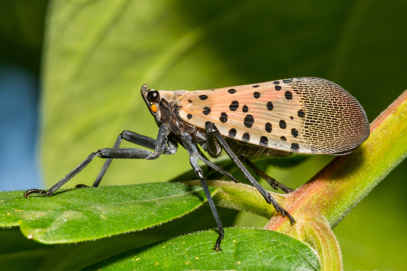 SpottedLanternFly_NewsItem Spotted Lantern Fly, sitting on a leaf