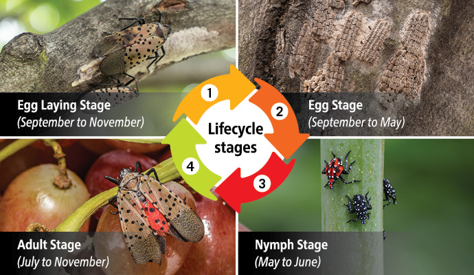 SLF_LifeCycle Spotted Lantern Fly LifeCycle