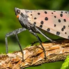IS_Spotlight_SpottedLanternfly Spotted Lanternfly