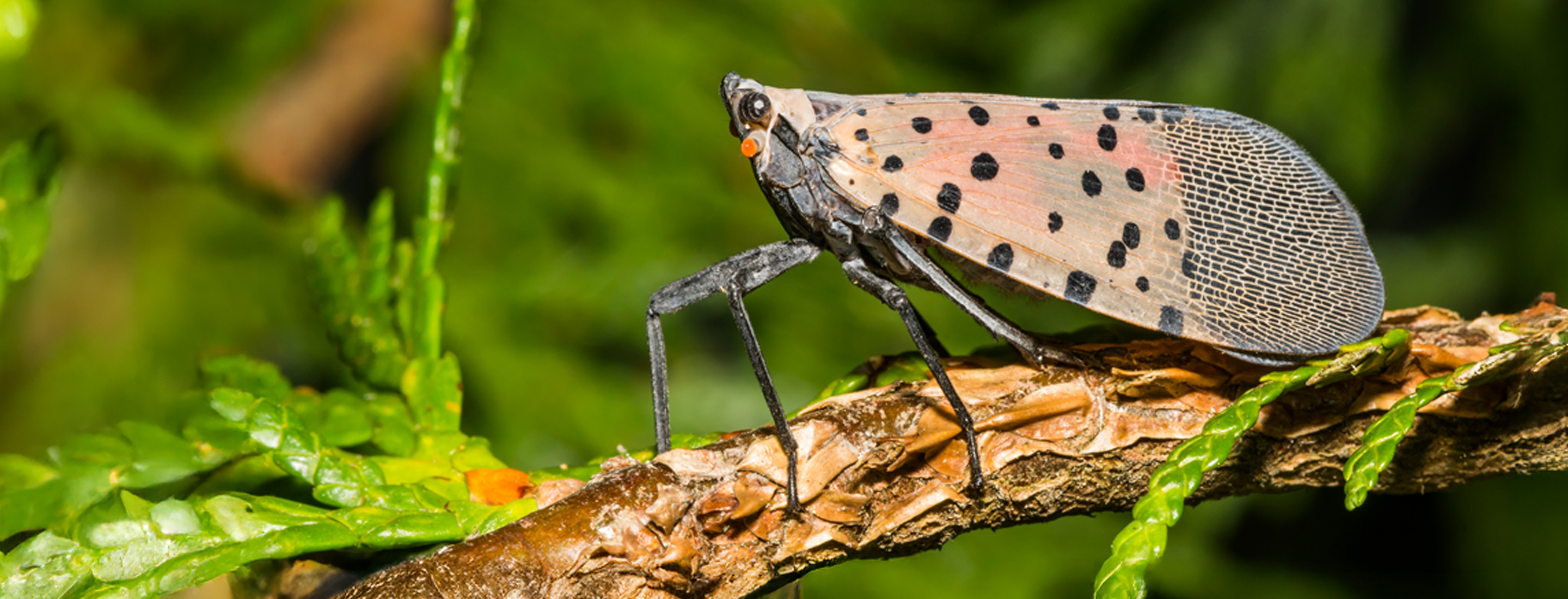 IS_Header_SpottendLanternfly A Spotted Lanternfly sitting on a leaf