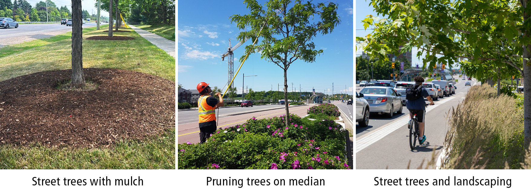 StreetTrees Street Trees