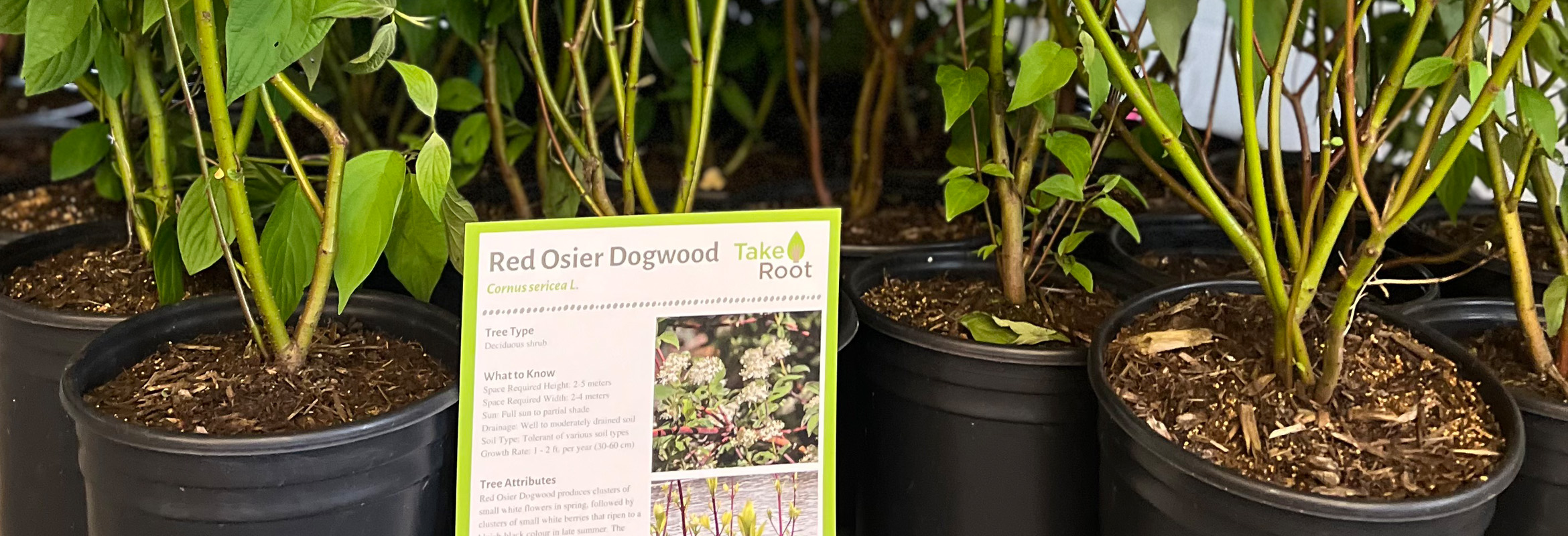 Take Root Header Take Root