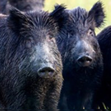 IS_Spotlight_WildPigs Wild Pigs