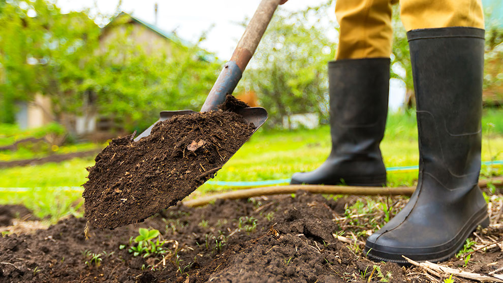 Digging with shovel in yard
