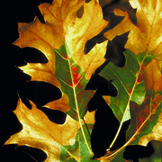 IS_Spotlight_OakWilt Oak Wilt