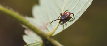 Lyme Disease